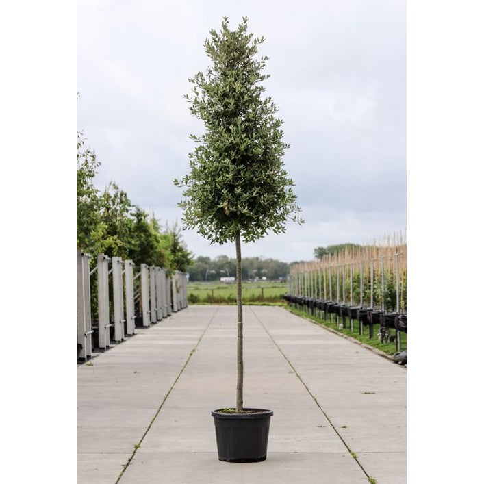 Stenek - Quercus ilex - Stammens omkrets 14-16 cm, höjd 3,5-4 meter, HS, CONT